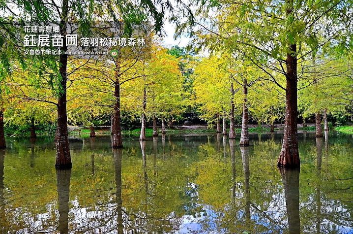 花蓮,拍照打卡,落羽松